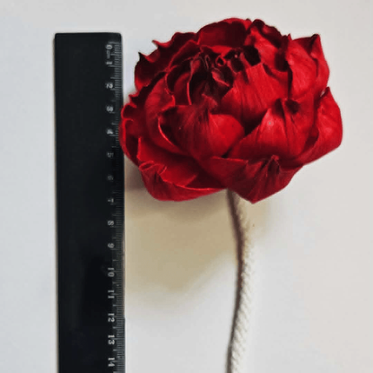 Red Peony Reed Diffuser - Luxury Sola Wood Flower Diffuser (100ml)