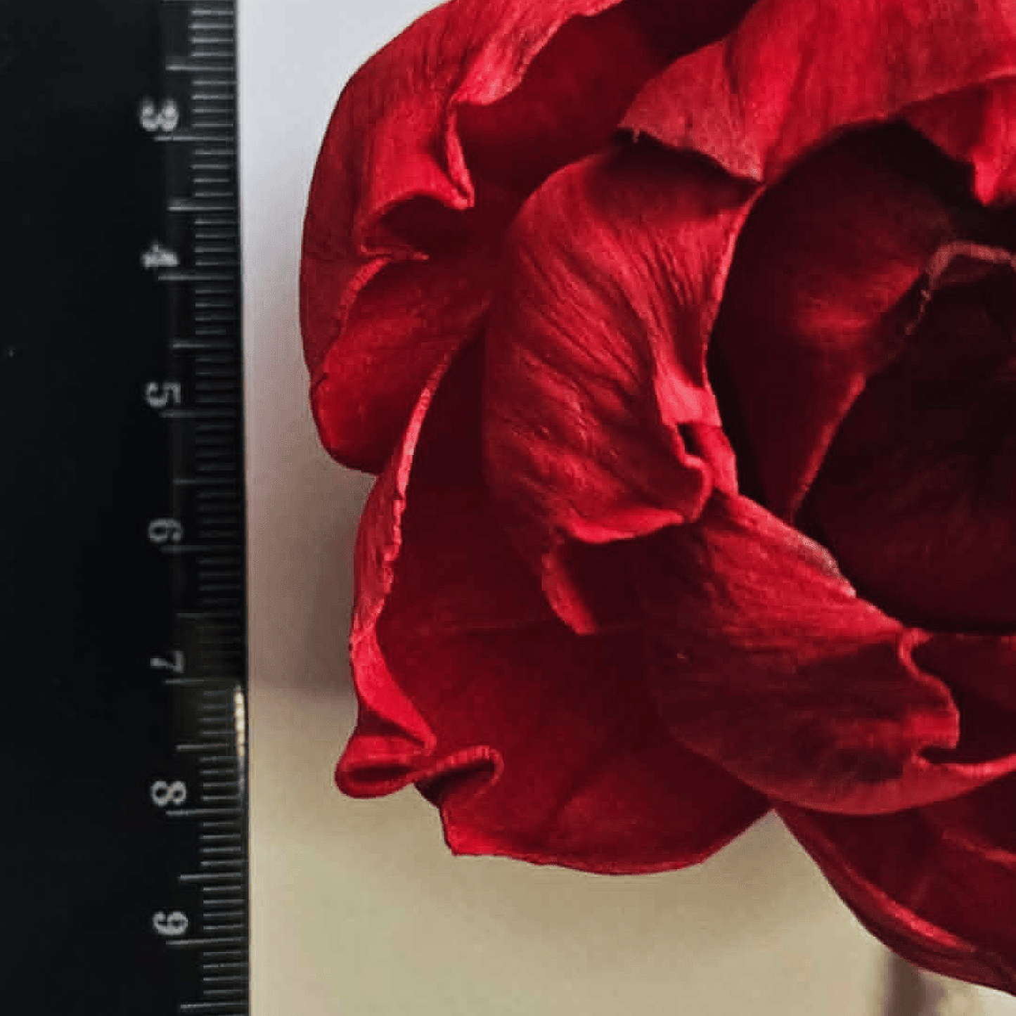 Red Peony Reed Diffuser - Luxury Sola Wood Flower Diffuser (100ml)